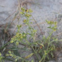 Vahlia dichotoma (Murray) Kuntze